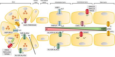 Ion Channel Signature in Healthy Pancreas and Pancreatic Ductal Adenocarcinoma